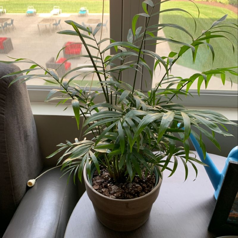 Healthy parlour palm with lush green foliage in a pot on a windowsill.