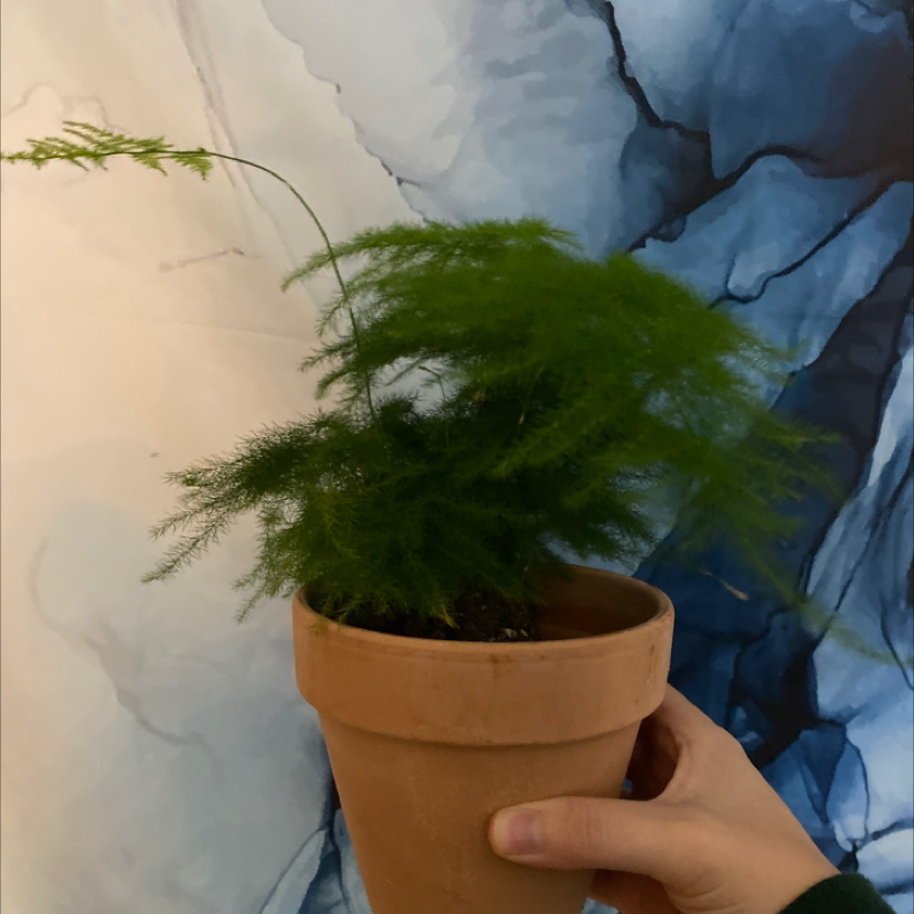 Hand holding up a healthy, lush Asparagus Fern houseplant with green, feathery foliage growing in a terracotta pot.