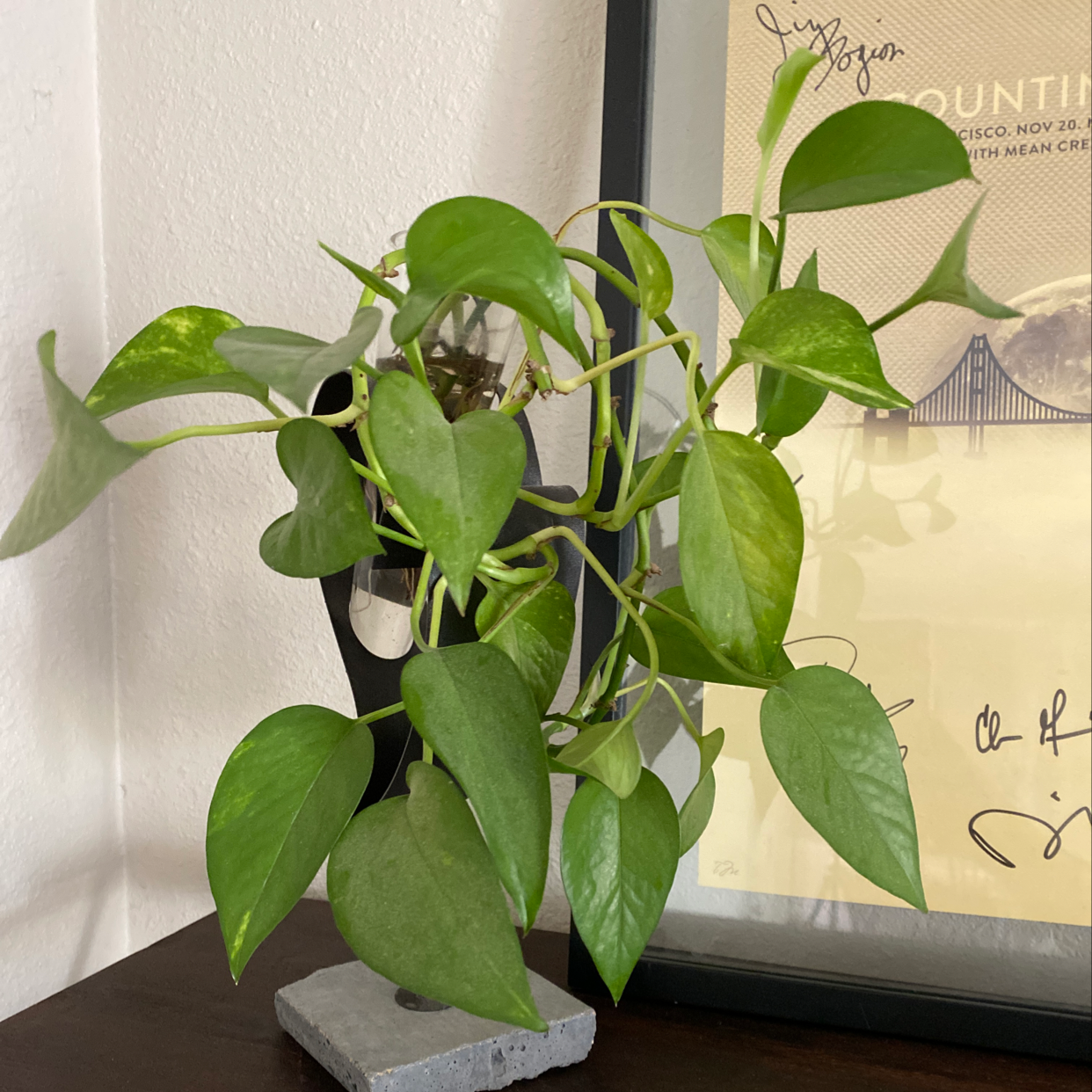 Healthy, lush Jade Pothos plant with shiny green heart-shaped leaves showing characteristic light and dark variegation