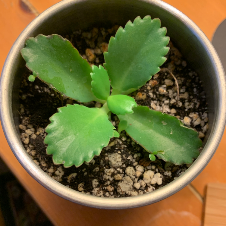 A healthy Kalanchoe daigremontiana succulent plant in a pot with gritty soil, showing its distinctive foliage.