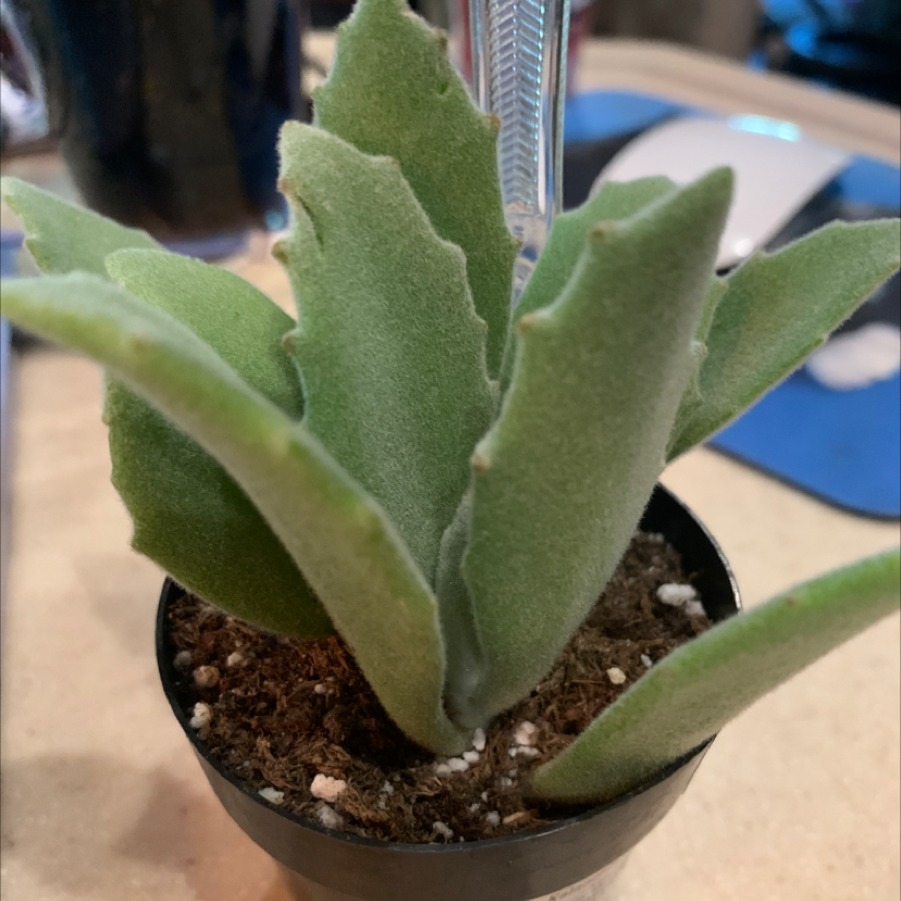 A healthy Felt Bush plant in a small pot with visible soil.