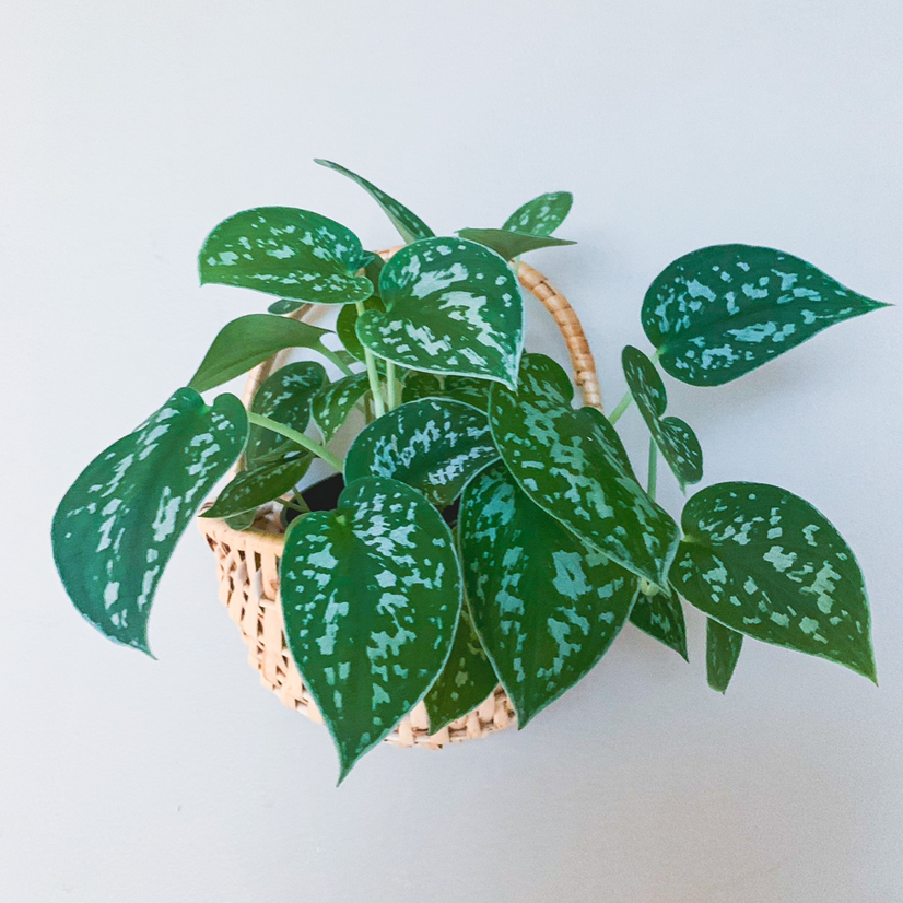 Healthy Polka Dot Plant with vibrant green leaves covered in distinct white spots, potted in a small woven basket.