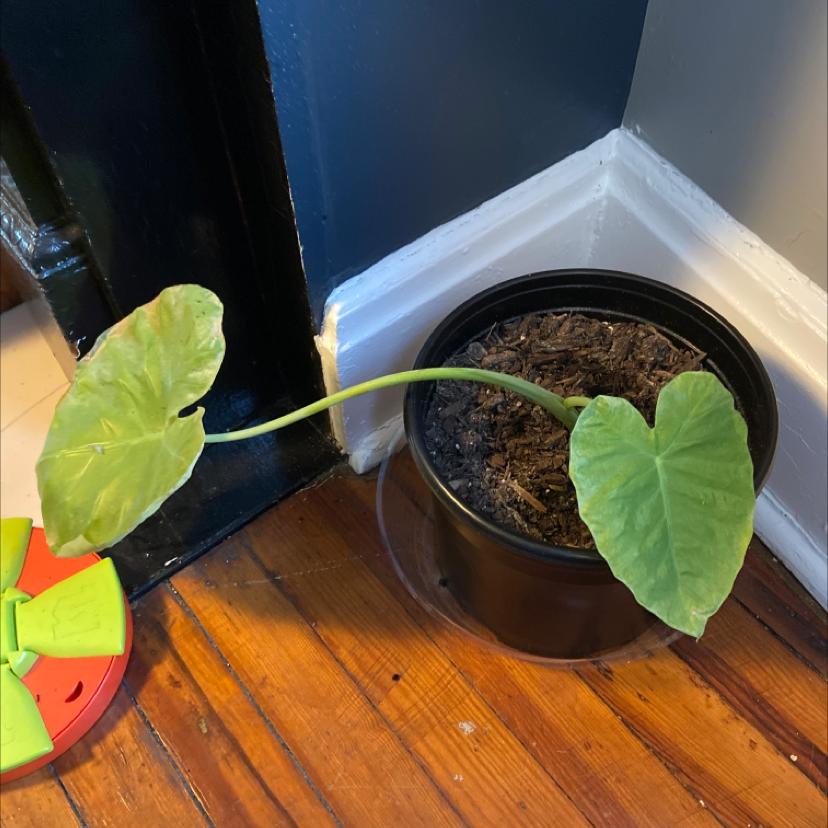Potted Taro plant with large, heart-shaped leaves showing some yellowing and browning.