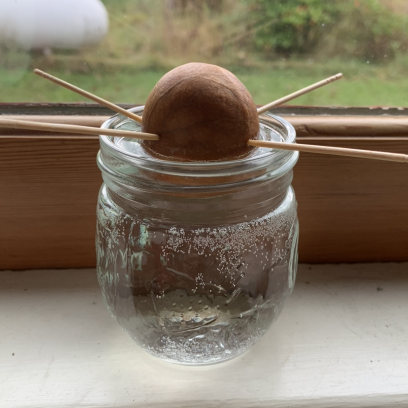 Young avocado seedling growing in a glass jar of water, with a split seed suspended by toothpicks and a single healthy stem and leaves emerging.