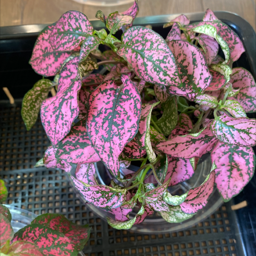 Close-up of a healthy pink and green variegated Polka Dot Plant in a plastic nursery pot, centered in the frame.