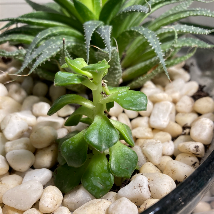 Tree Aeonium plant in a pot with white pebbles, another succulent in the background.