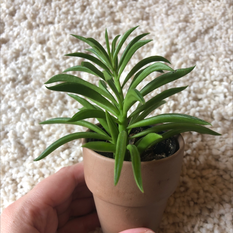 Pincushion Peperomia plant in a brown pot held by a hand, showing vibrant green leaves.