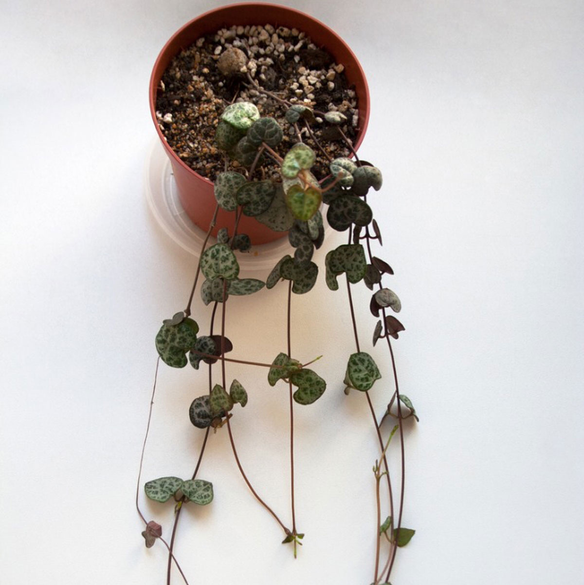 A healthy, trailing Chain of Hearts plant with variegated heart-shaped leaves in a small terracotta pot, hanging against a white background.