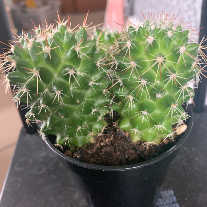 Brittle Prickly Pear cactus in a small pot, healthy with vibrant green color and well-defined spines.