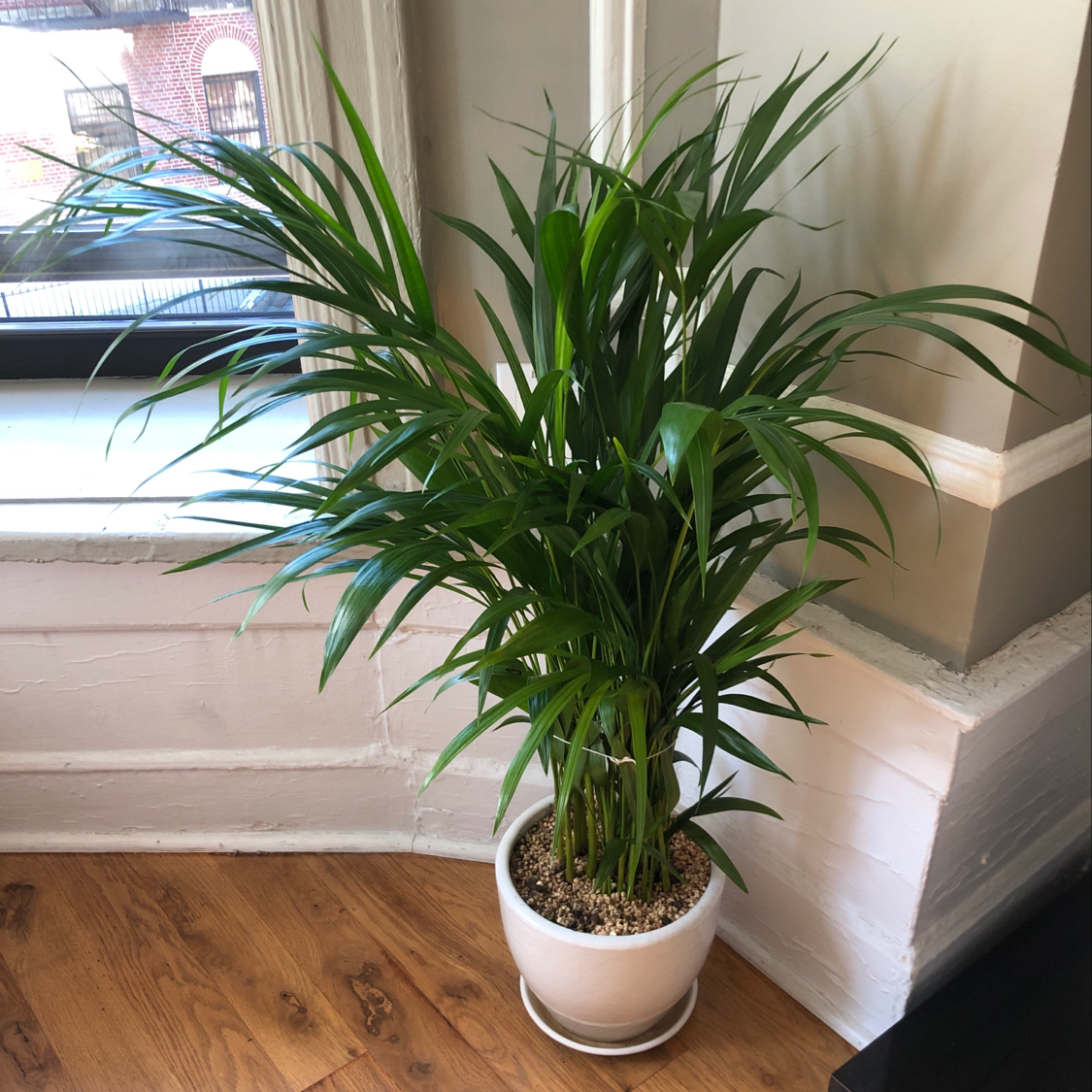 Healthy Kentia Palm with lush green arching fronds, potted indoors near a window.