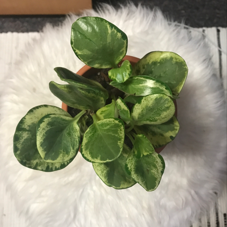Healthy Peperomia obtusifolia plant with glossy green oval leaves, well-framed on a white furry background.