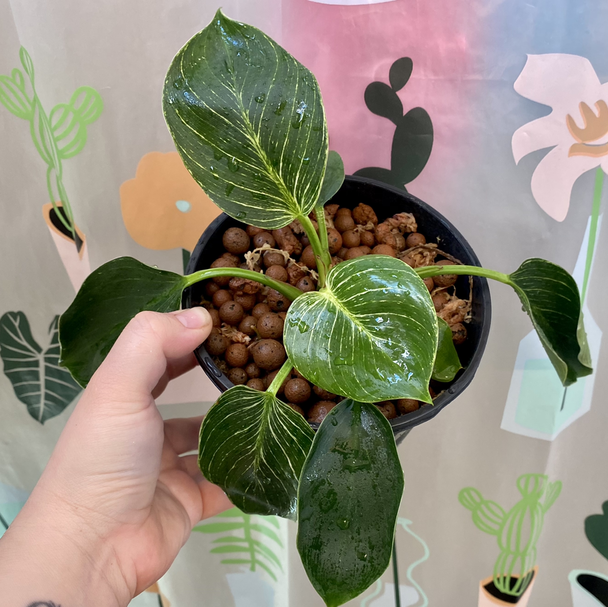 Philodendron Birkin plant with healthy green leaves and white variegation, held by a hand.