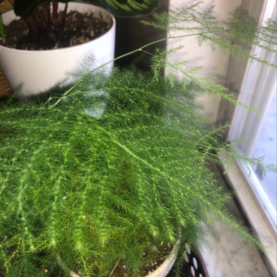 Healthy asparagus fern with lush green foliage growing in a white pot next to a window, alongside a smaller potted plant.