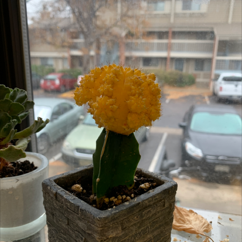 Moon Cactus (Gymnocalycium mihanovichii) in a pot with a window view of parked cars and buildings.