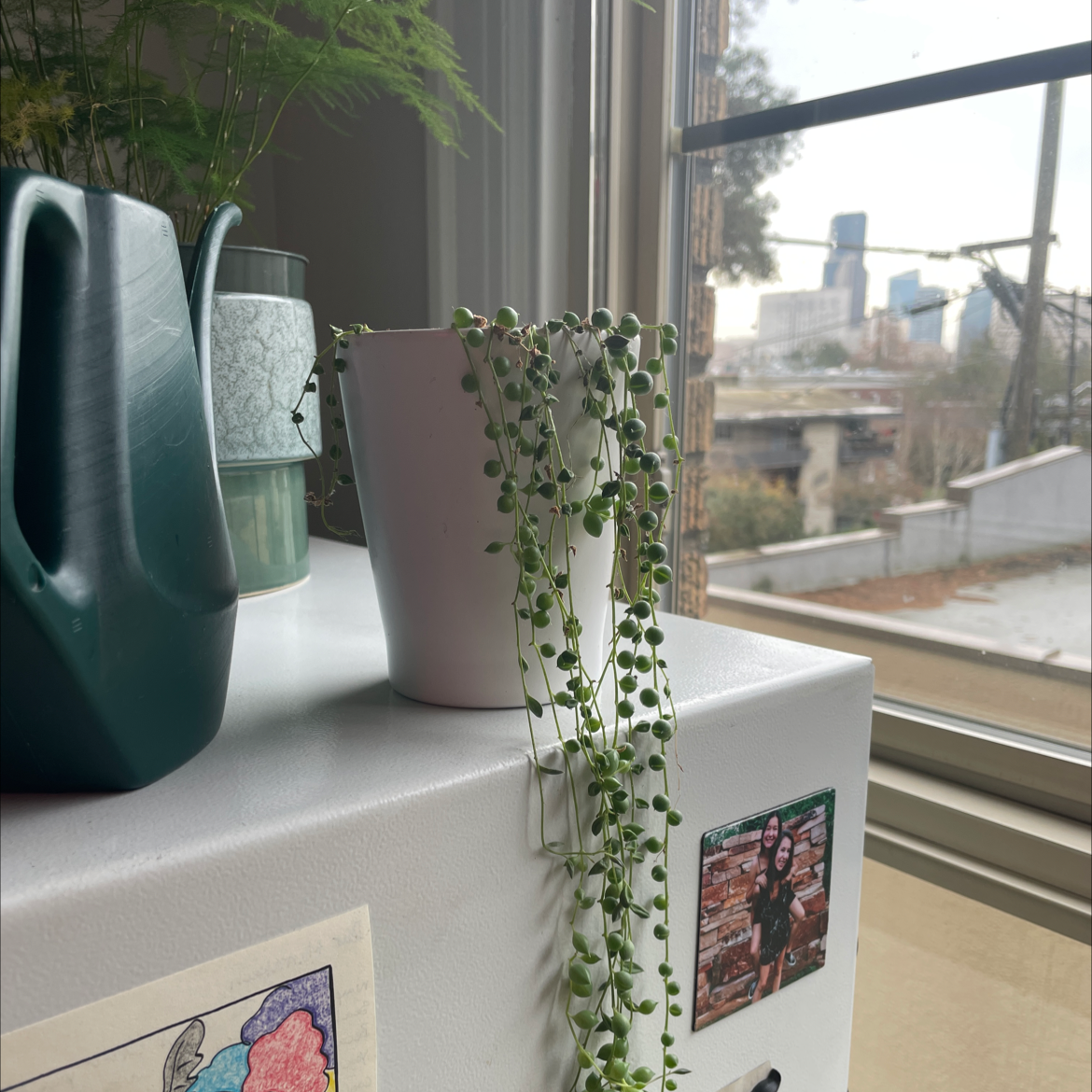 String of Pearls plant photo by @marrakech named Eros on Greg, the plant care app.