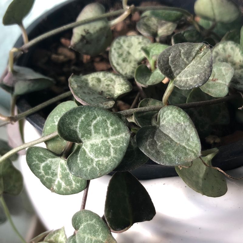 Close-up of a healthy Chain of Hearts plant with round, marbled green and white leaves, growing in a small container.
