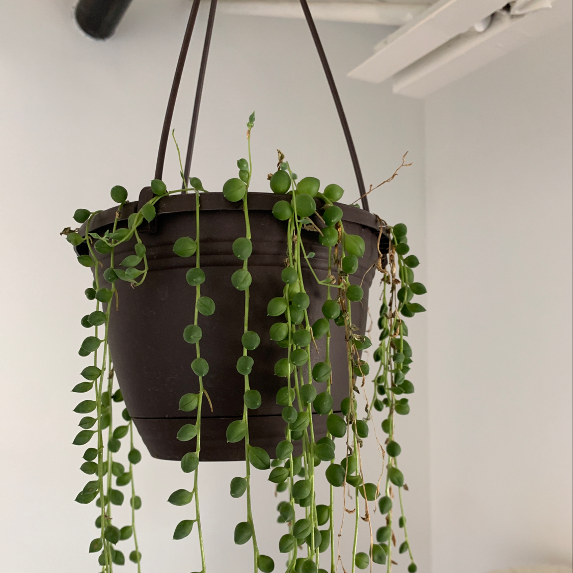 Hanging pot with a healthy String of Pearls plant, vibrant green leaves.