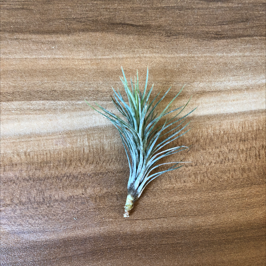 A healthy Blushing Bride air plant with spiky blue-green leaves tinged pink sitting on a wooden surface.