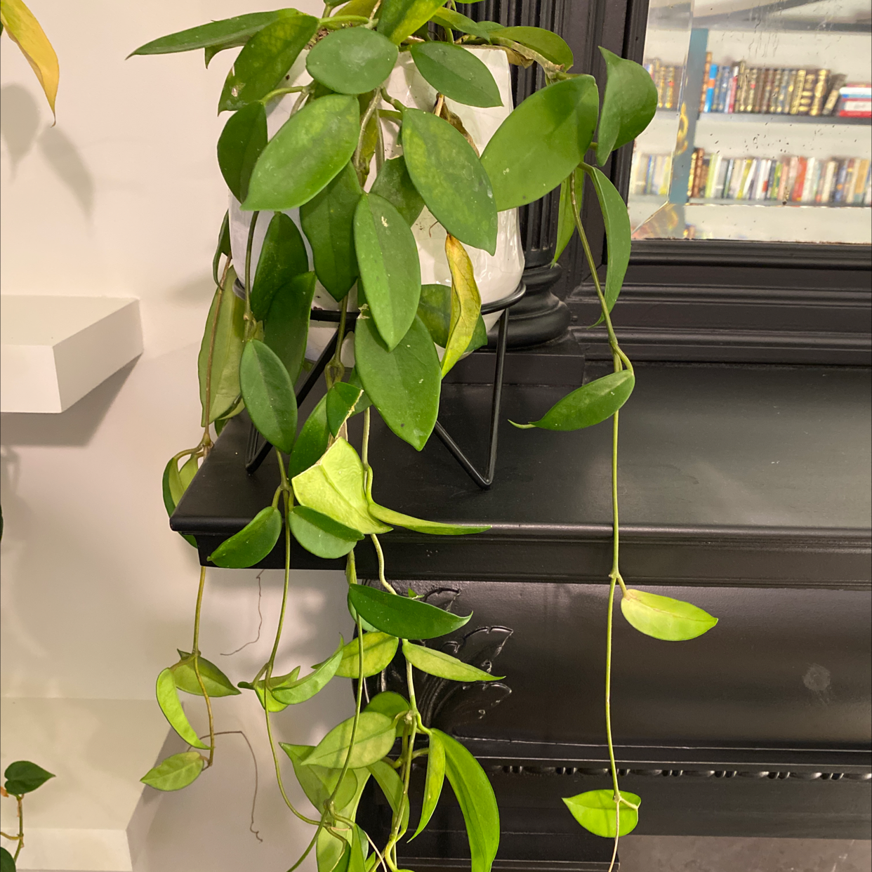 Healthy waxplant with shiny green leaves in a hanging basket, free of discoloration or signs of disease.