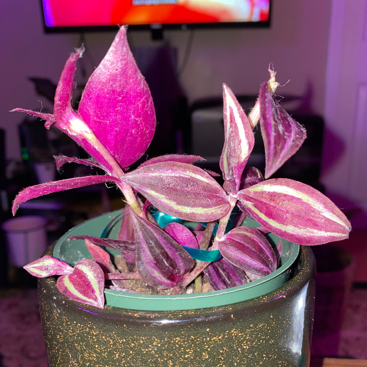 Healthy Tradescantia Zebrina plant with vibrant pink and green striped leaves in a clear glass pot filled with soil.