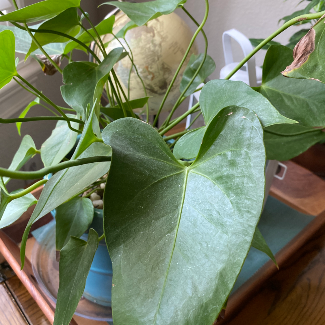 Healthy painter's palette plant with glossy green heart-shaped leaves in a blue pot, slight yellowing on one leaf edge.