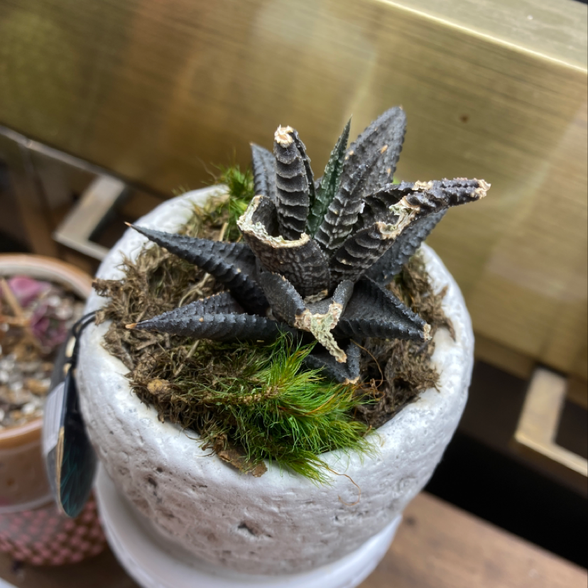 Close-up of a healthy potted Zebra Plant succulent with striped green leaves forming a rosette shape in a concrete pot.