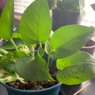 Taro Vine plant photo by @beequiet named da Vinci on Greg, the plant care app.