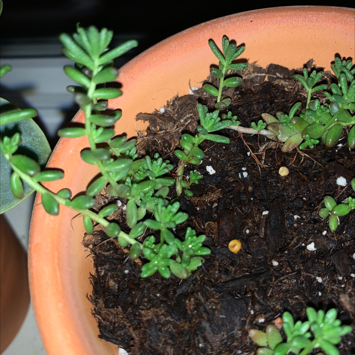 Jelly Bean Plant in a terracotta pot with visible soil and healthy green leaves.