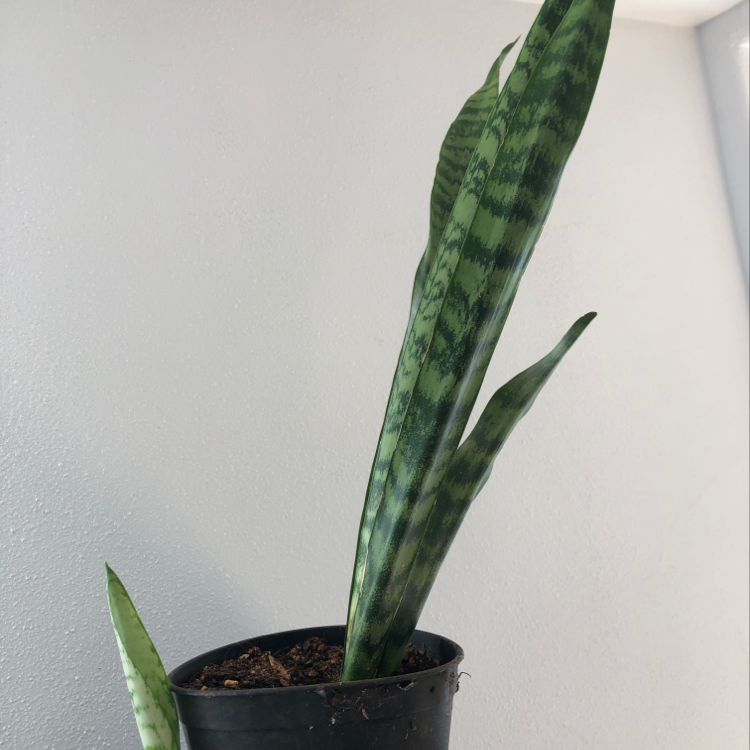 Snake Plant plant photo by @Cora808 named Miley on Greg, the plant care app.