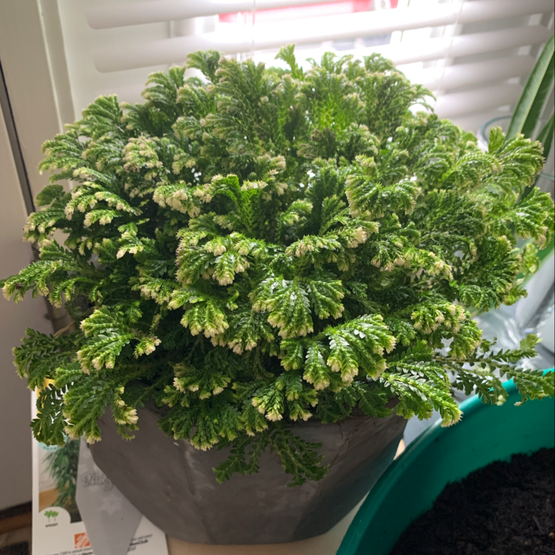 Healthy, lush club moss plant with vibrant green foliage in a gray planter, thriving indoors.