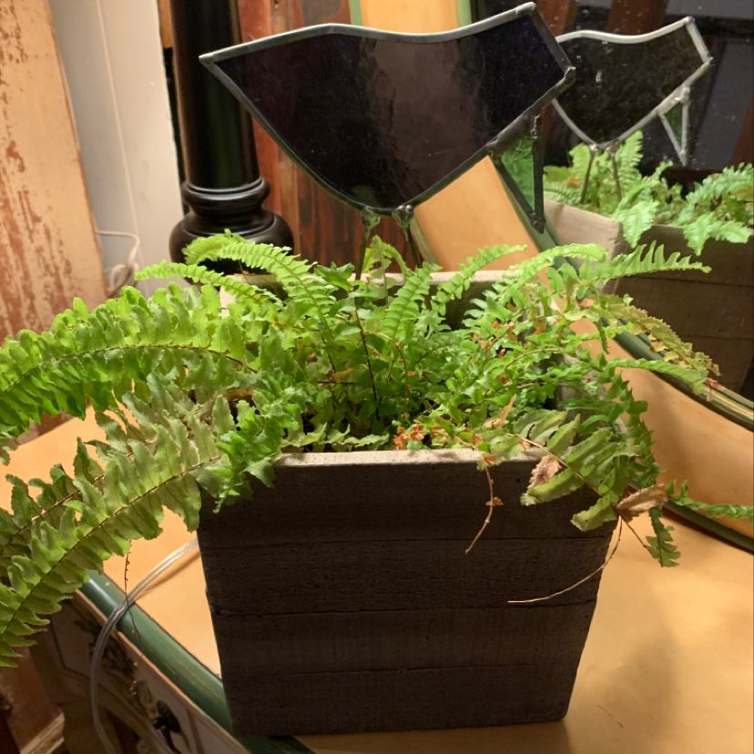 Boston Fern plant photo by @Lemonlaw named Fernie Sanders on Greg, the plant care app.