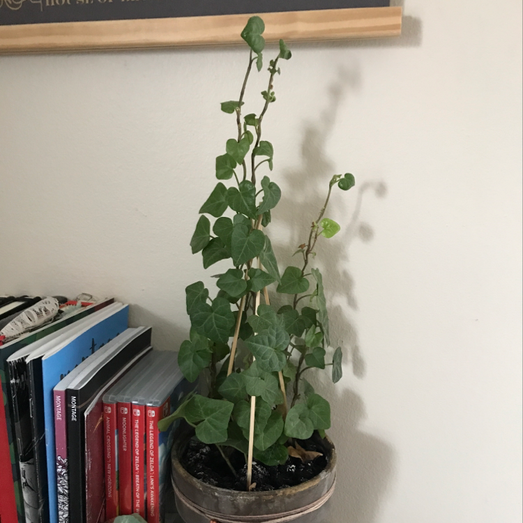 A healthy potted English Ivy plant with vibrant green leaves climbing on thin stakes, situated indoors on a bookshelf.