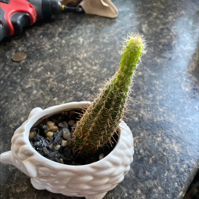 Blue Columnar Cactus in a white pot on a dark surface, appears healthy.
