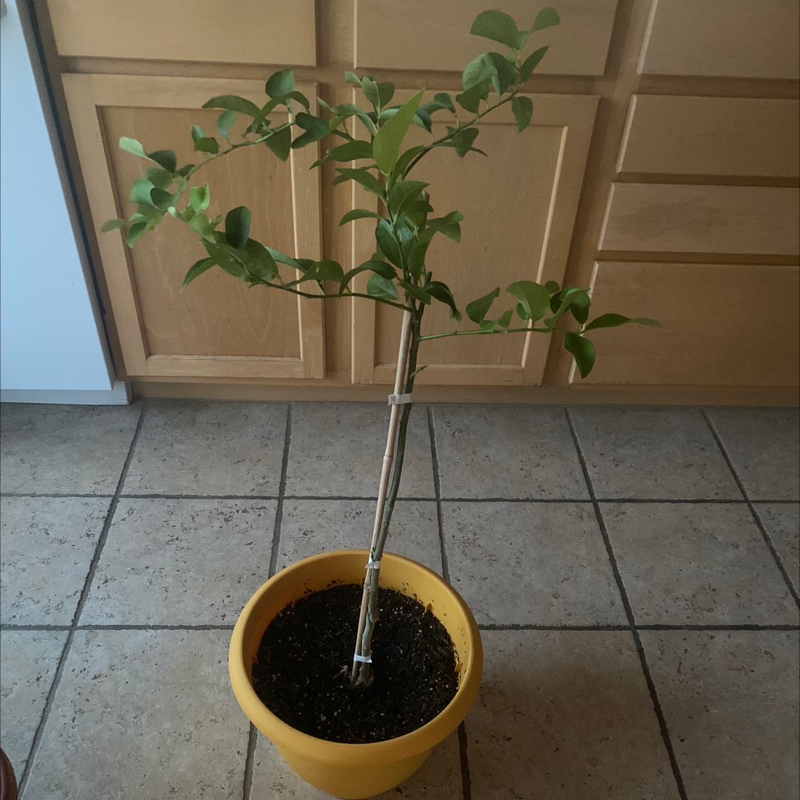 Potted Persian Lime plant indoors with green leaves and visible soil.
