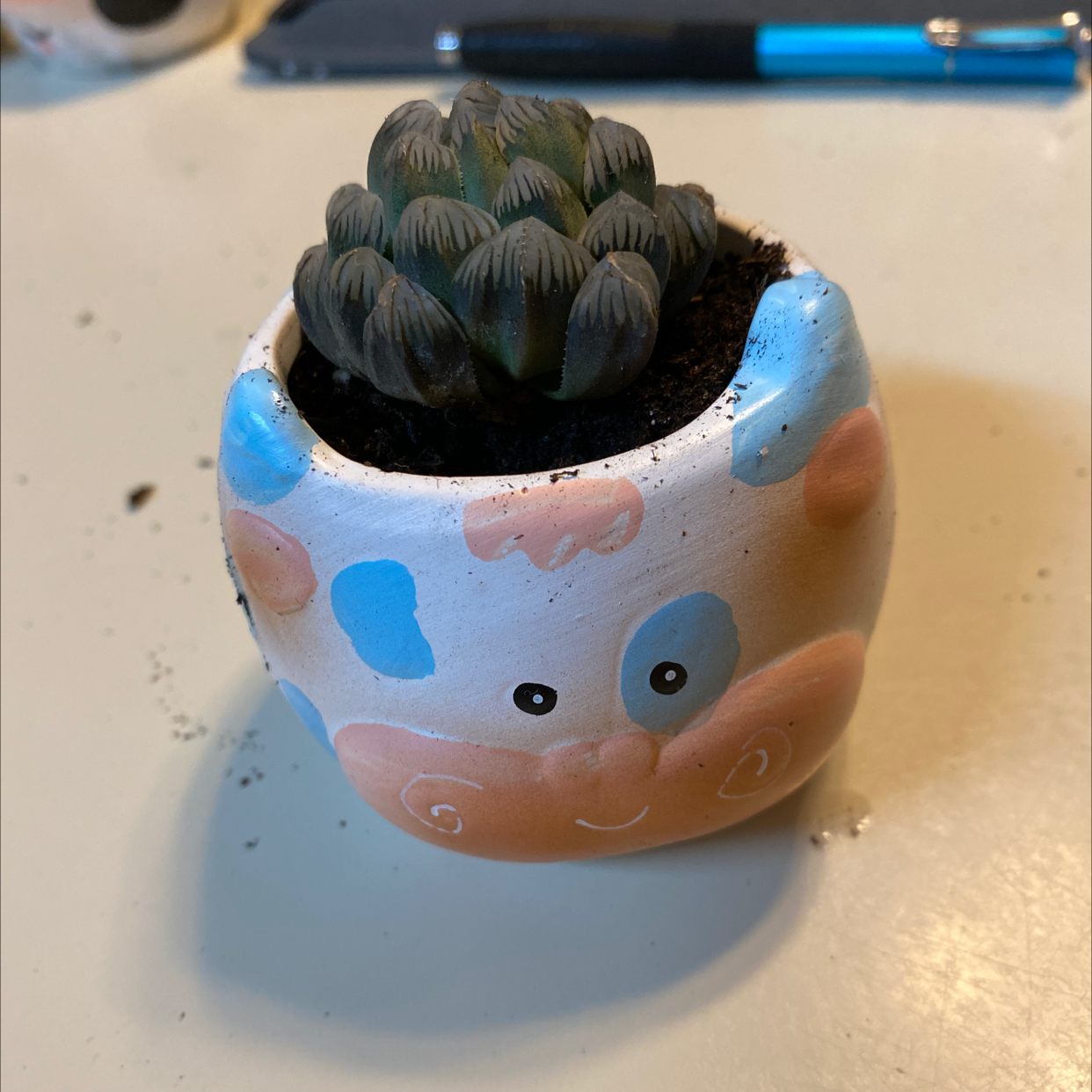 Haworthia cooperi plant in a small, decorative pot with visible soil.