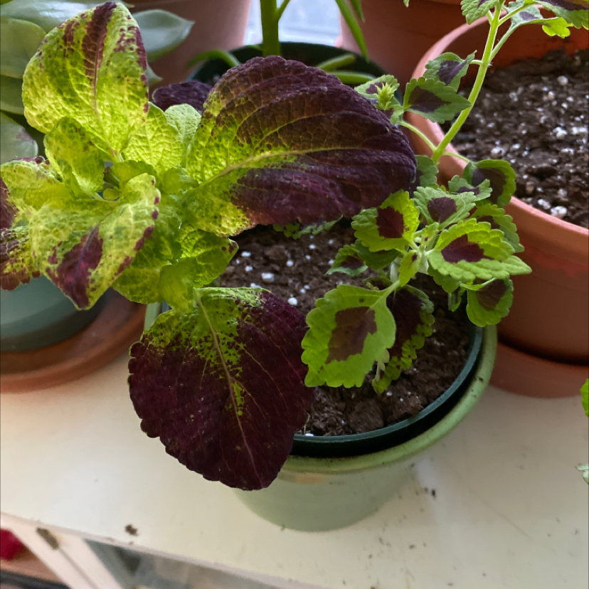 A healthy potted Coleus plant with vibrant purple, green, and red foliage. The soil is visible in the pot.