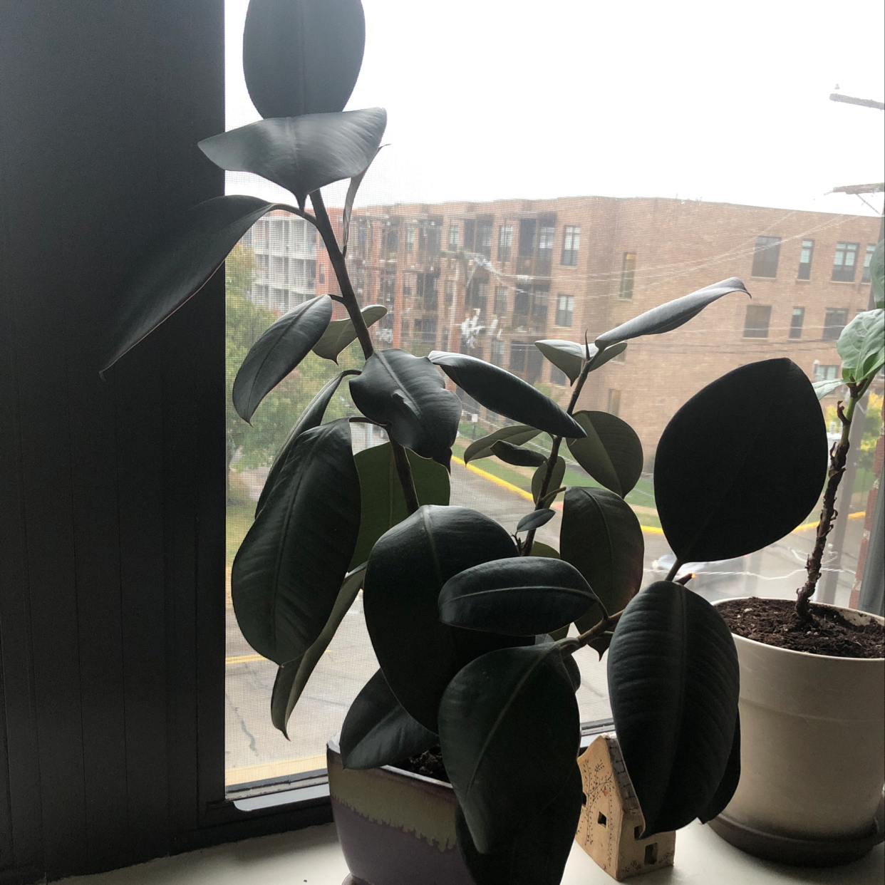 Healthy rubber plant with large glossy dark green leaves angled towards bright window light, in a light planter.