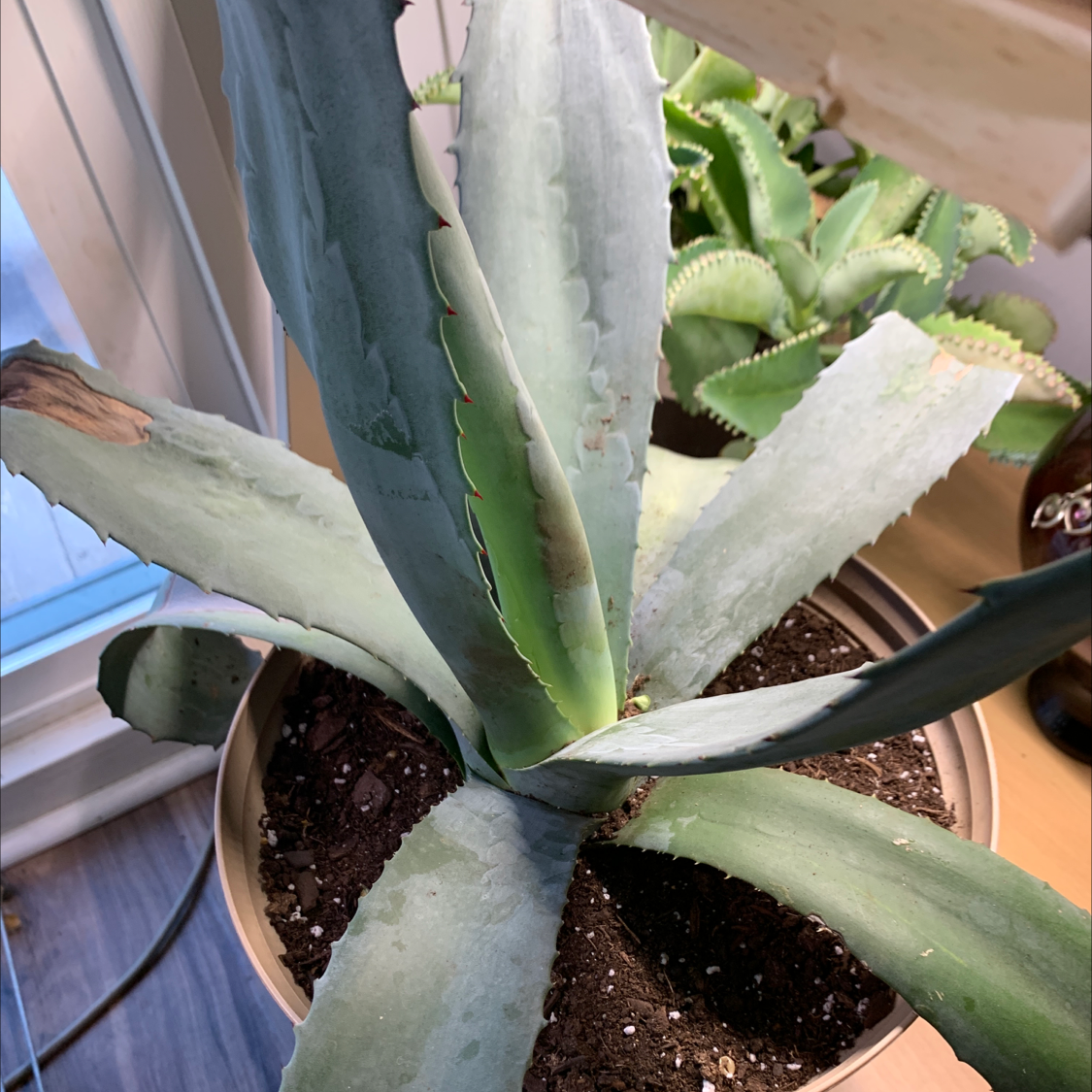 Healthy century plant in plastic pot with thick gray-green serrated leaves, hand pointing at base, soil surface visible.