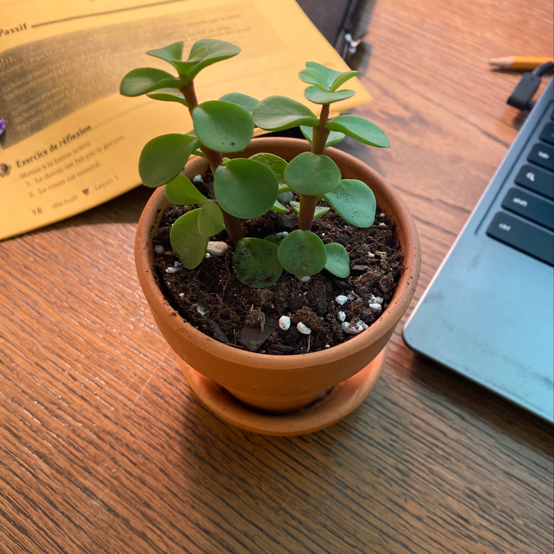 Healthy Elephant Bush plant in a terracotta pot with visible soil, placed on a wooden surface.