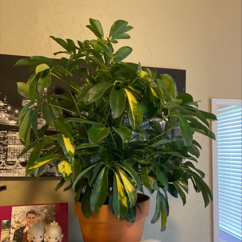 A healthy dwarf umbrella tree in a pot, with glossy green umbrella-like leaves, situated indoors in a living room setting.