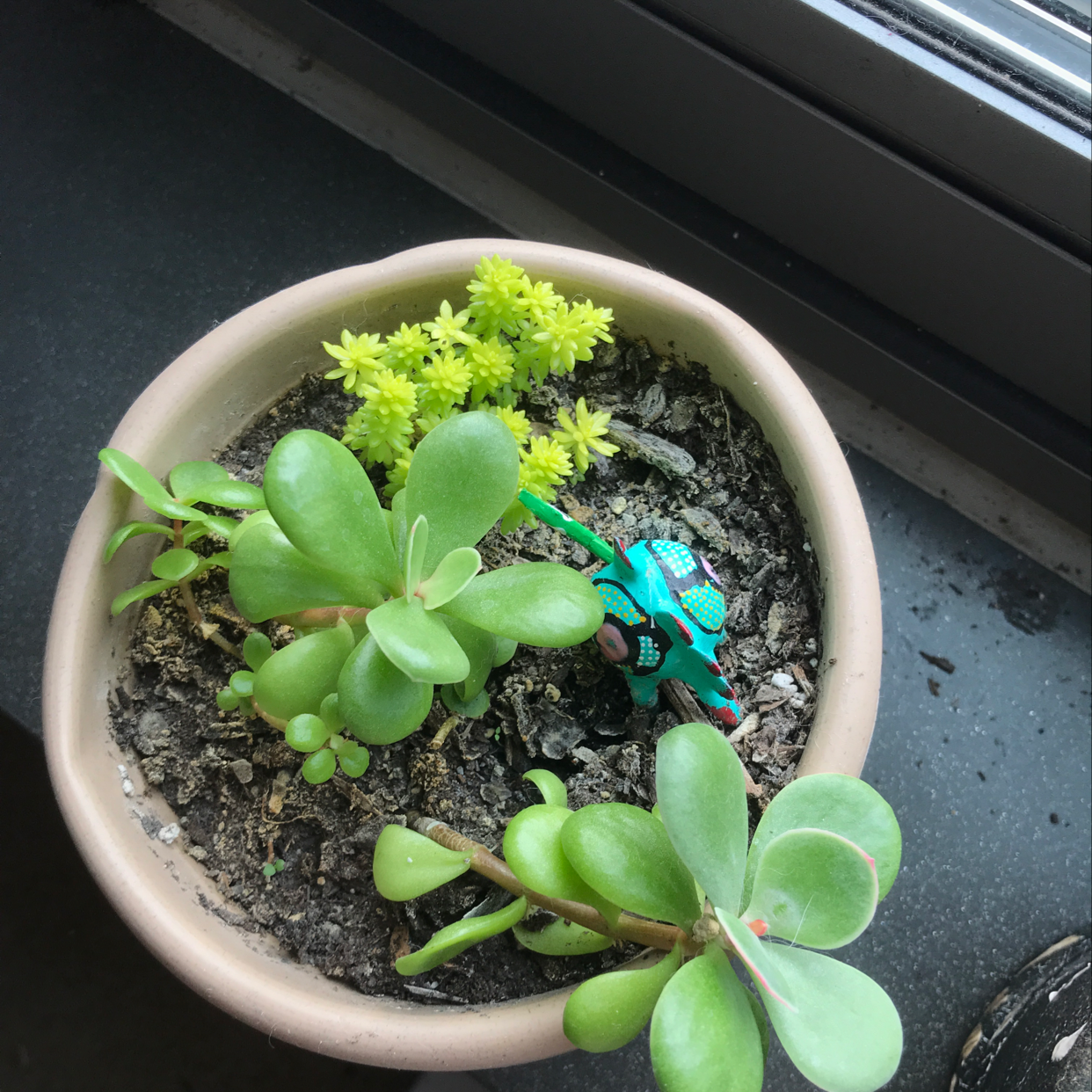 Photo of the plant species Begonia Elsa by Sadie named Jade on Greg, the plant care app