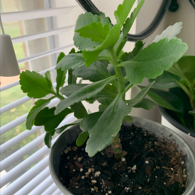 Healthy young Kalanchoe plant with vibrant green scalloped leaves in well-draining potting mix, no signs of disease or distress.