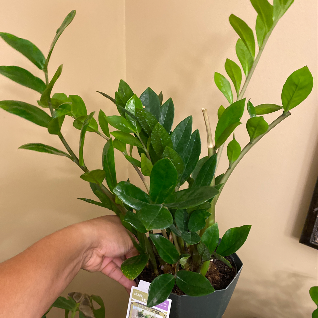 A hand holding a healthy, vibrant ZZ plant with lush green leaves in a light-colored pot, showcasing its alternate leaf arrangement and shiny foliage.
