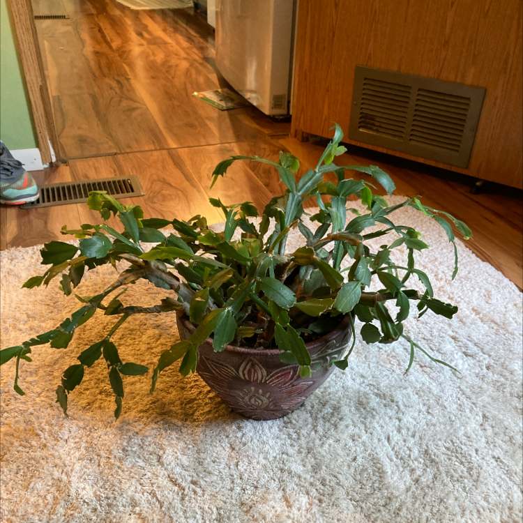 Potted false Christmas Cactus on a carpeted floor in a home setting.