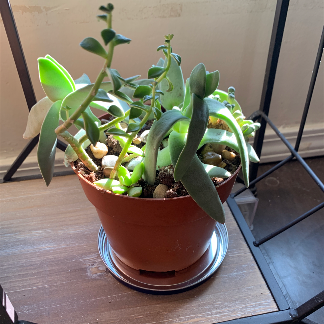 A healthy potted succulent plant with thick leaves, visible soil, and no signs of disease.