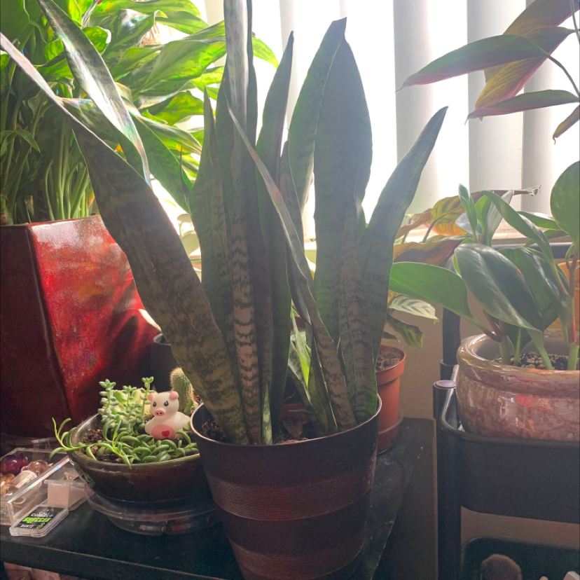 Photo of the plant species Black Gold Snake Plant by @Babyplant named Shadow on Greg, the plant care app