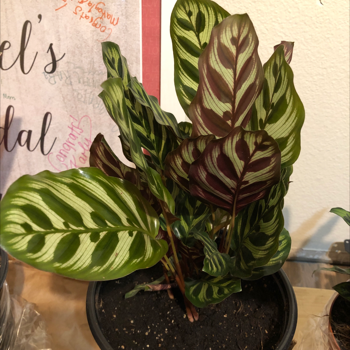 Healthy Calathea ornata prayer plant with vibrant striped leaves in a dark soil potting mix, sitting on a decorative surface.