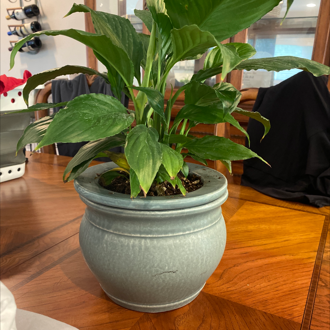Healthy peace lily with glossy green leaves in gray ceramic pot on wooden shelf, surrounded by other plants.