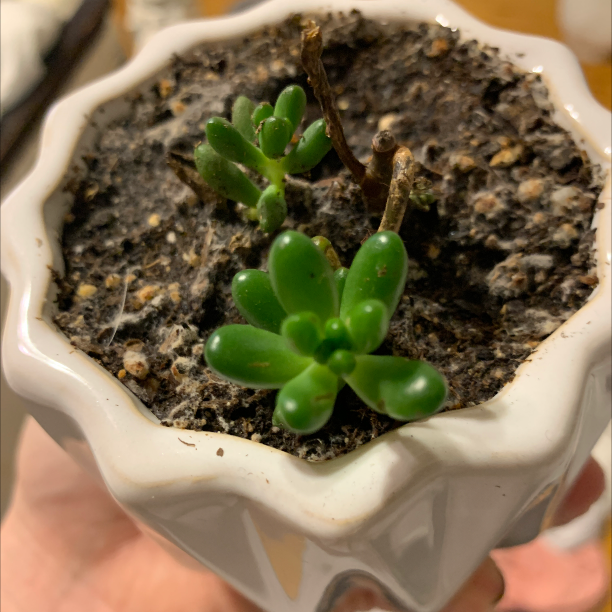 Jelly Bean Plant (Sedum rubrotinctum) in a white pot with visible soil and healthy green leaves.