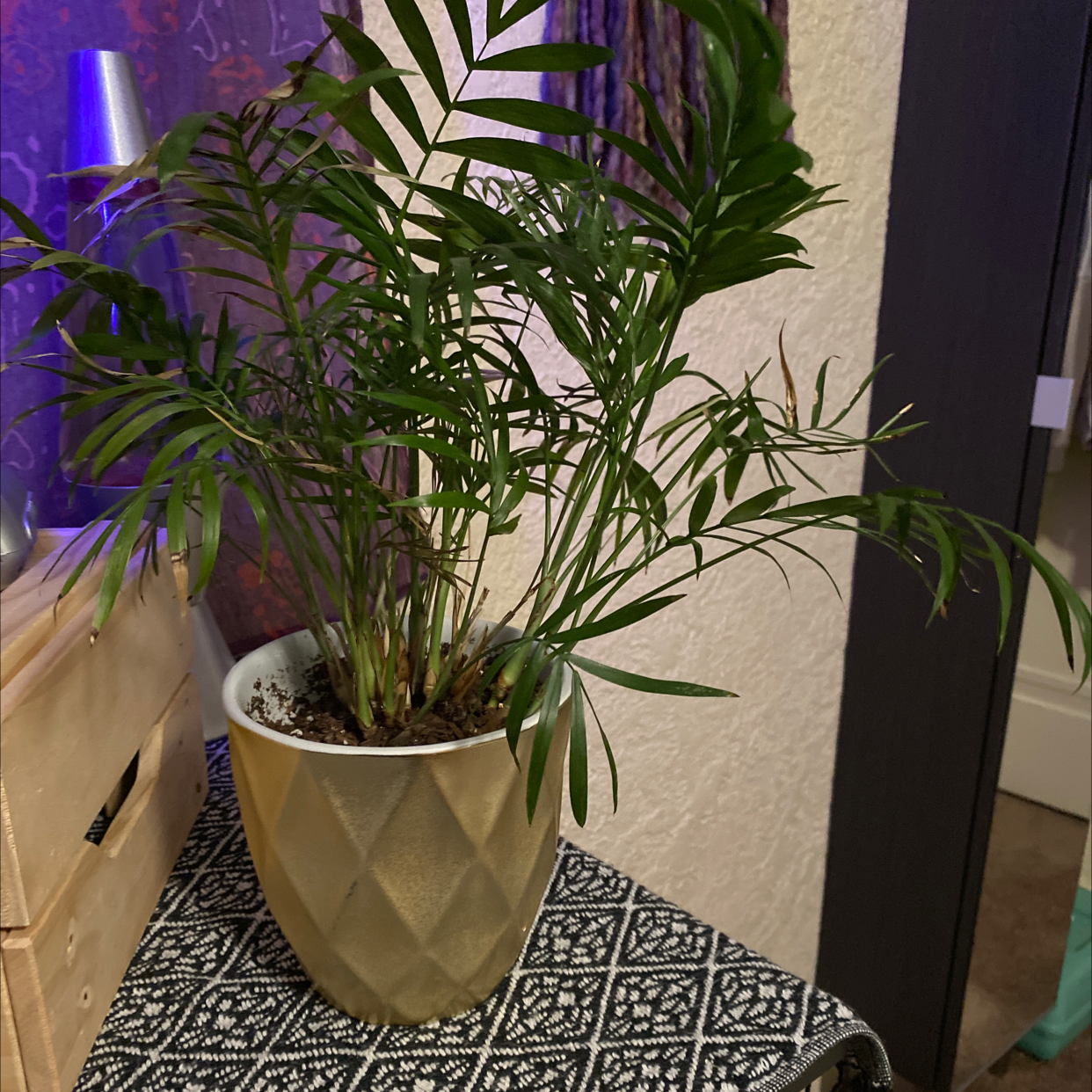 Healthy parlour palm with lush green fronds in a white pot, placed on a patterned mat in purple lighting.